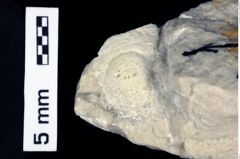 Foto (Detailansicht) von Culmenformosa sp. (NHMW-GEO-1990-0041-0514)